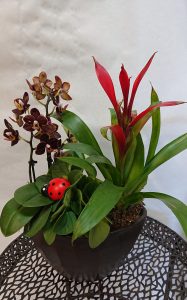 composition-exotique