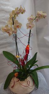 orchidées