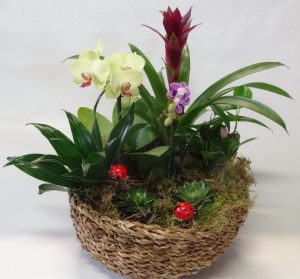 composition-exotique