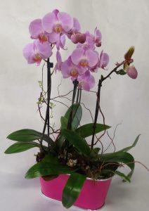 orchidée