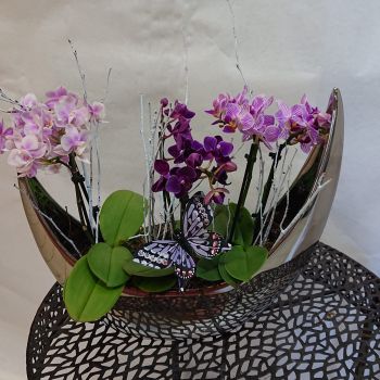 composition orchidées