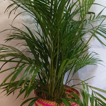Plante verte