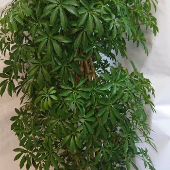 Plante verte