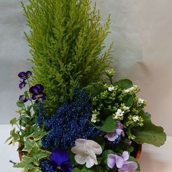 composition-plantes