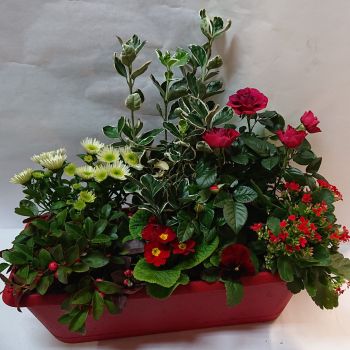 composition-plantes