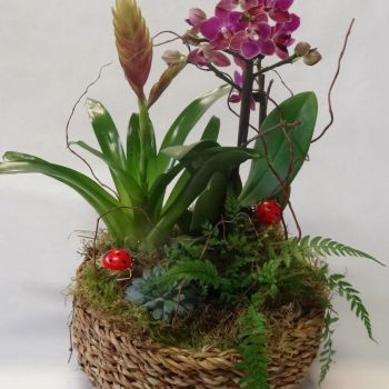 Coposition plantes