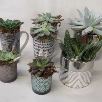 Plantes vertes