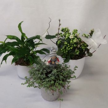 Plantes vertes et fleuries