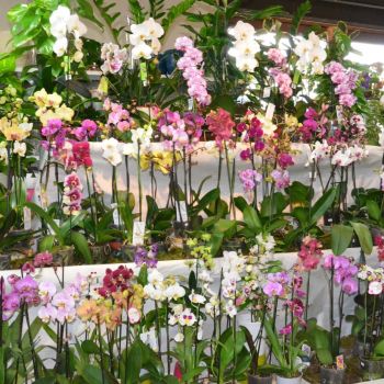orchidées